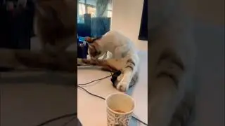 Miss kitty #cat #catvideos #catshorts #cute #cutecat #tabbycat #animals #explore #subscribe #keşfet