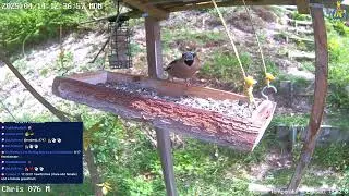 Bird Feeder Live in Switzerland  