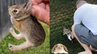 Heartwarming Bunny Rescue Compilation | Amazing Rabbit Rescues 🐰 || Heartsome 💖