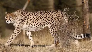 Asiatic Cheetah Sound Effects