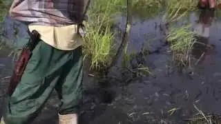Catching a cobra in the Bolivian jungle