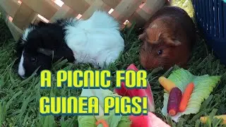 A Guinea Pig Summer Picnic!