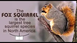 Fox Squirrel Facts