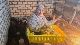 تعالوا نربى دورة رمضان مع بعض بط رمضان من النوع ده هيدبح قبل  رمضان والوزن فوق ٤ كيلو البط ببلاش