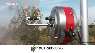CASOTTI - DUPIGET OLIVO in campo