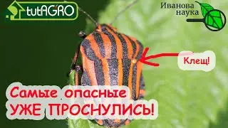 КЛОПОВ ЗАКЛОПОМОРИМ! Самый опасный вредитель последних лет! Без пощады! Нашатырь и мыло НЕ ПОМОГУТ!