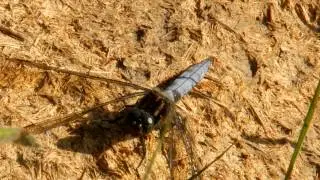 male keeled skimmer