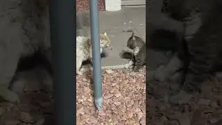 The Cat Whisperer