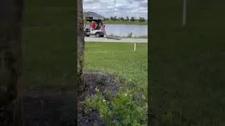 Alligator Chases Intruding Golf Cart #natureismetal #keepnaturemetal #alligator