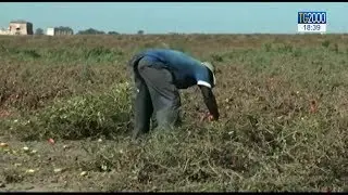 Caporalato, un fenomeno di sfruttamento molto diffuso in Italia, ecco i numeri