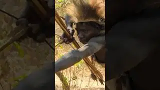 The hunter hunted the tiger.शिकारी ने बाघ का शिकार किया। #shortvideos