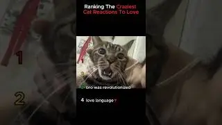 Ranking The Craziest Cat Reactions To Love