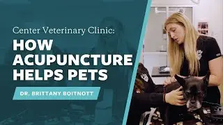 Dr. Brittany Boitnott Demonstrates Veterinary Acupuncture | Center Veterinary Clinic