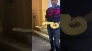 snake 🐍 Shop #snake #snakevideo #shortvideo #shortsfeed #shortsvideo #snakes #shorts #short #shots