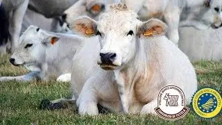 Consorzio di Tutela - Vitellone Bianco dell' Appennino Centrale
