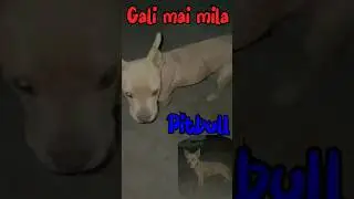 Gali mai mila ek pitbull |vlog| #minivlog #shorts #pitbull #dailyvlog #nonutnovember