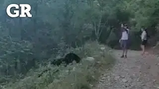 Captan a osos peleando en Chipinque | Monterrey