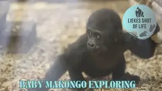 BABY GORILLA MAKONGO LEARNING HOW TO WALK
