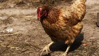 Lohmann Brown Chickens: Pros & Cons
