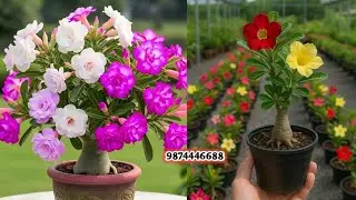 Grafted Adenium Plants | Online Sale | Adenium Combo | Low Price Desert Rose 