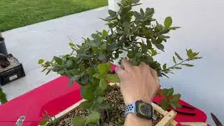 RINVASI PREBONSAI pt.3 - Rinvaso e potatura leccio bonsai 2021