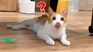 飼い主おらんけど一生遊び続けちゃうもんね〜