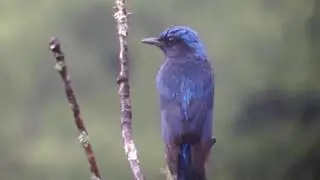 Bhutan Birding Tours