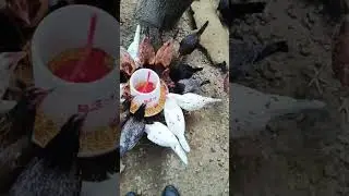 GALLINAS FINAS 🔥💯 EL PADRINO RD 🌋 #relaxing #nature #gallos #gallosfinos #gallinas