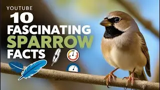 10 Fascinating Facts About Sparrows You Didn't Know!