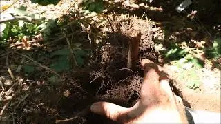Fruit Tree Transplant -  Clay Soil and Root Depth