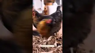 chicken