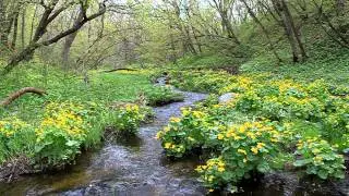 MVI flower stream
