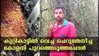 കുറ്റികാട്ടിലെ കോളനി | Cherutheneecha Colony | Stingless bee