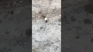 Funny Fight Between Ant and Fly &ndash; Who&rsquo;s Smarter? 🤔