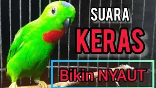 SUARA BURUNG serindit gacor KERAS buat PANCINGAN SERINDIT agar EMOSI NYAUT