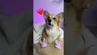 🐰 Bunny slippers #dog #animals #shorts