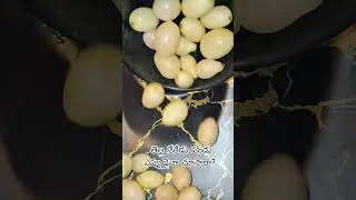 తెల్ల నేరడు పండు ఎప్పుడు అయినా చూసారా? తెల్ల నేరేడు పండు ఎప్పుడైనా తిన్నారా?