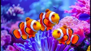 The Best 4K Aquarium - Dive Into The Mesmerizing Underwater Realm, Sea Jellyfish, Coral Reefs. #76