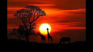 Animale salbatice din desert si jungla