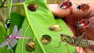 Extraordinary tiny little insects are very beautiful in their habitat‼️ Hunt grasshopper,dragonfly