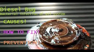 Diesel Bug, Bacterial infection of diesel and lubricating oil! Causes, treatment, prevention!