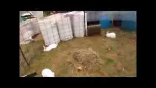Breeding rabbit does in a community pen, 45 day test - How to save $$$ growing meat rabbits
