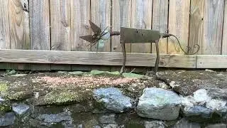 Rusty the Cat Waits (im)patiently for Backyard Visitors Looking for a Snack