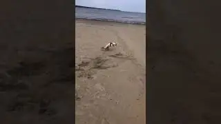 funny moment🐶🐶 #shorts, #viral, #doglover