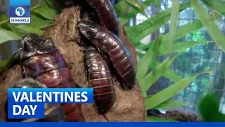 Ex-Lovers Take Revenge With Name-A-Cockroach Scheme