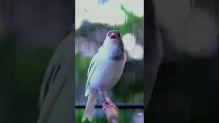 Your Canary calls And Tempts All The Canaries to Sing | Cnary's Training song | Best Canary sound