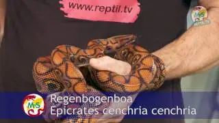 Reptil.TV - Folge 37 - Riesenschlangen - Teil 2 - Boas
