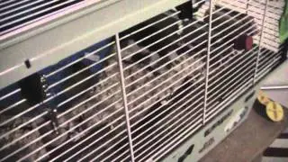 ~Ellie~ Daily Hamster Routine (But not really)
