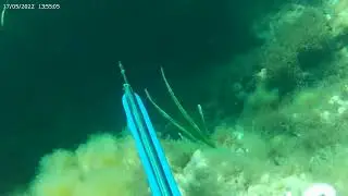 Bizerte, chasse sous marine sar coul&eacute;e, agachon, trou