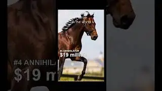 The 10 Most Expensive Horse in the World